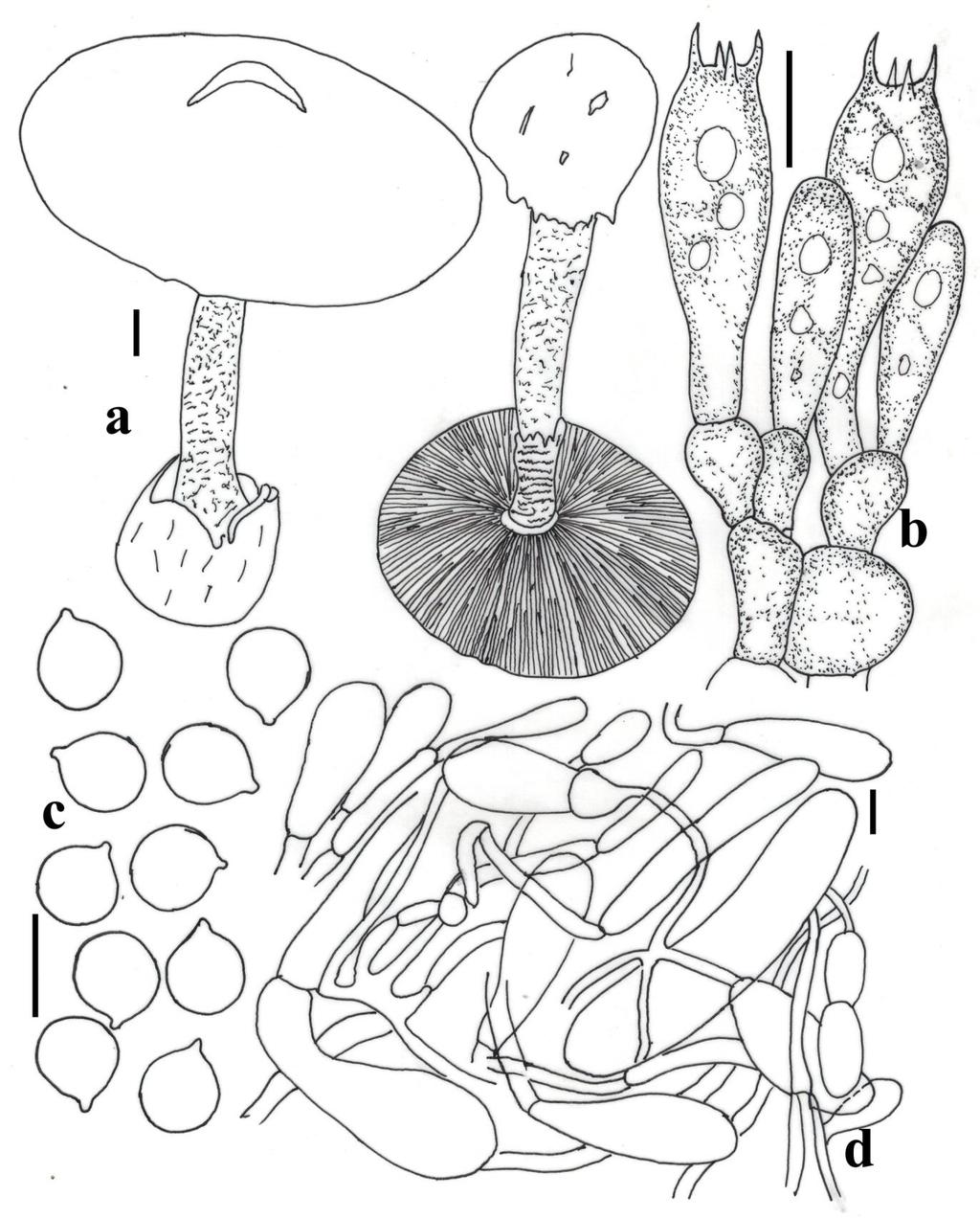 Fig. 8 Amanita pallidorosea. a Basidiocarps. b Hymenium & subhymenium.