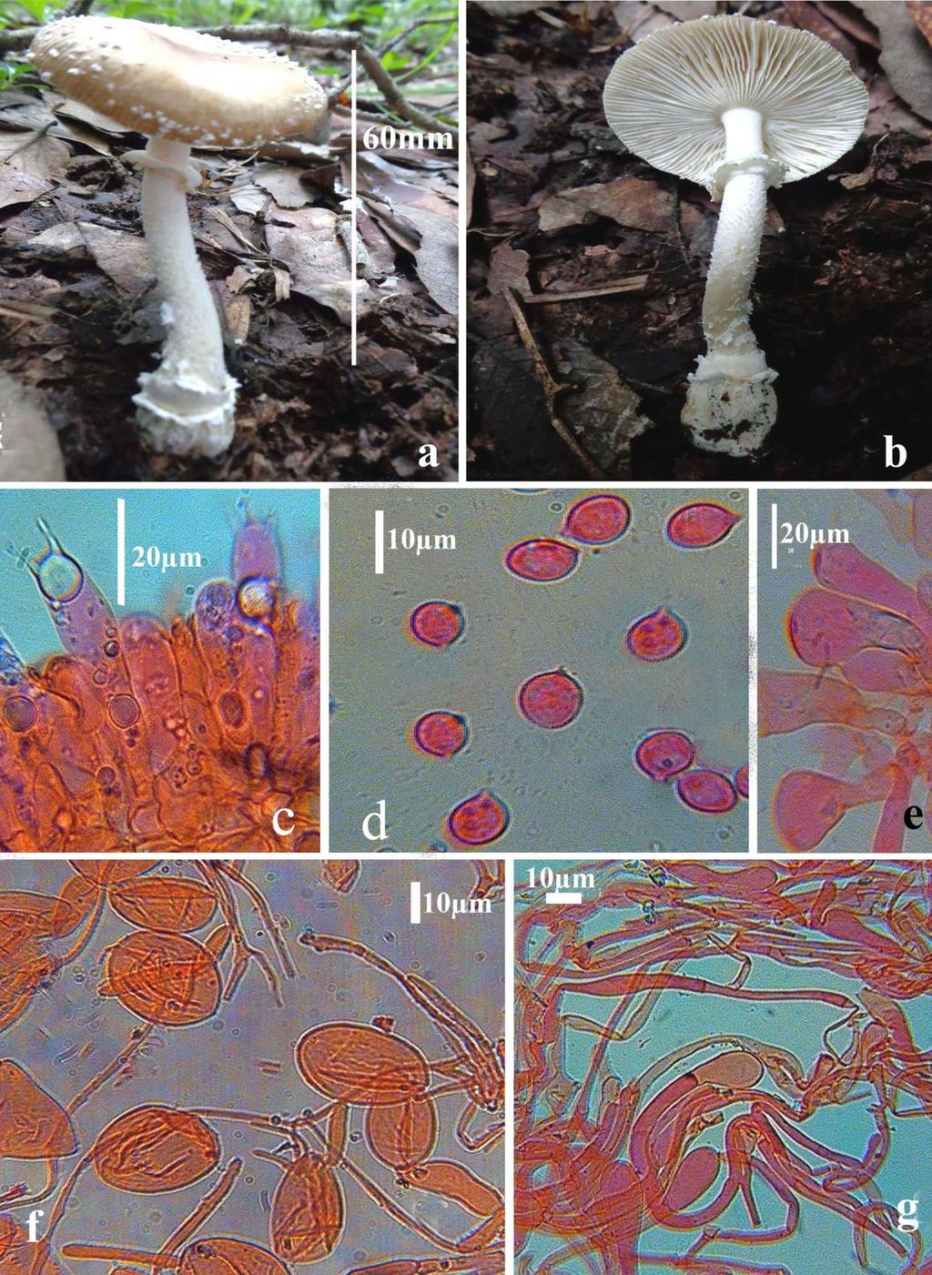 Fig. 9 Amanita parvipantherina a & b Fresh basidiocarps in the field. c Hymenium & subhymenium. d Basidiospores. e lamellae edge cells.
