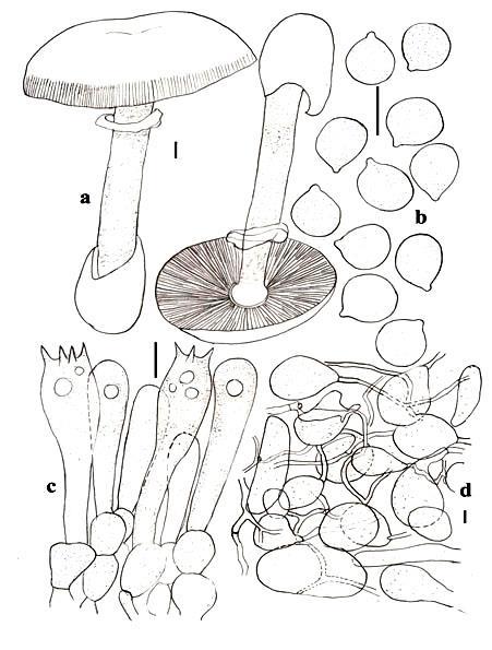 Fig. 12 Amanita princeps. a Basidiocarps. b Basidiospores.