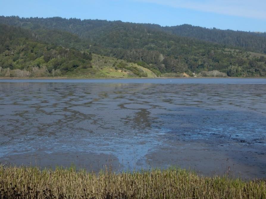 Shoreline and Climate Change Adaptation Alternatives for The Letter Parcel, Bolinas Lagoon Scenic shoreline vista of Bolinas Lagoon