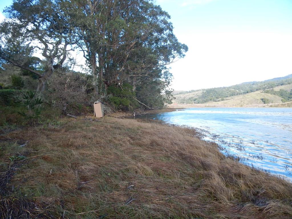 narrow and eroded only under eucalyptus shade Marsh gap under eucalyptus canopy