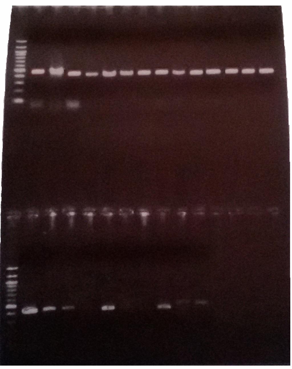 68 Figure 5. PCR products used to agarose gel electrophoresis. the taxonomic classification of scorpions and the relation between phylogenetic still continue (Prendini et al.