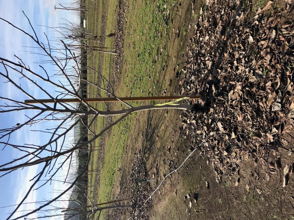 Crown gall in rootstock plot
