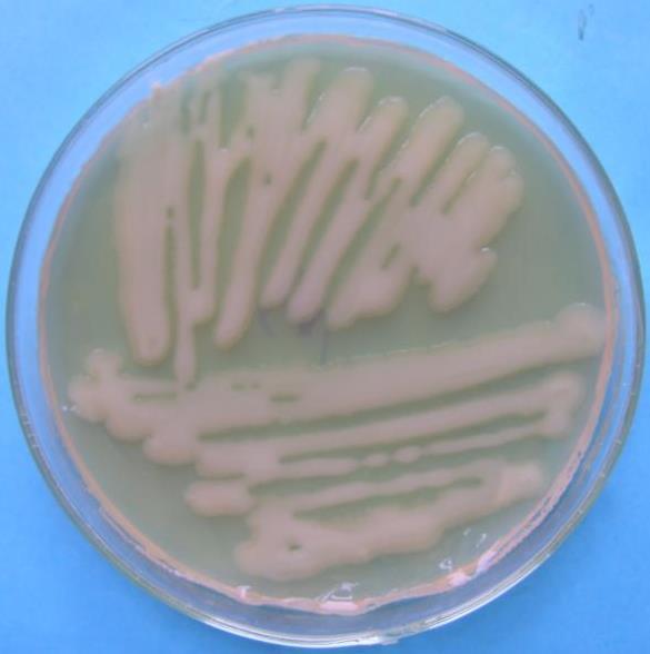 Agrobacterium