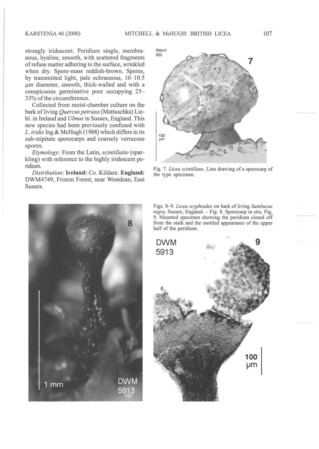 KARSTENIA 40 (2000) MITCHELL & McHUGH: BRITISH LICEA 107 strongly iridescent.