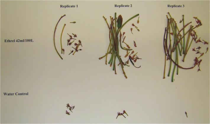 canopy after 53 days treated with Ethrel had fewer fruit than the control branches (Figure 3b). Ethrel caused abscission of flowers, newly set fruit Table 1.