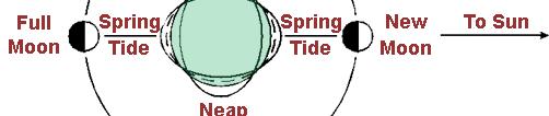 Tides and Currents Gravitational interactions of Earth, Moon, & Sun system Spring /
