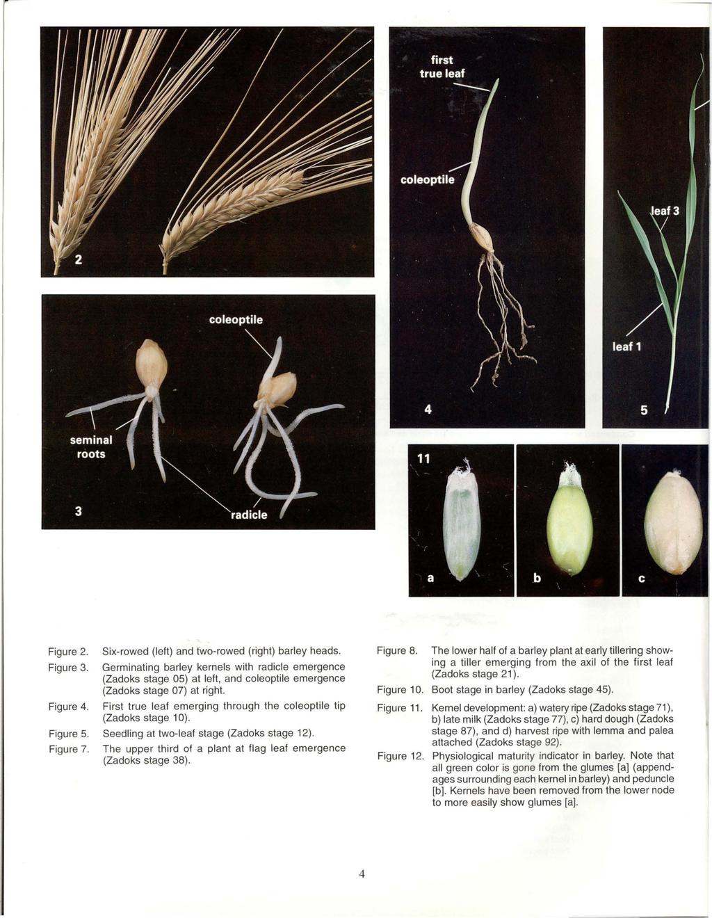 Figure 2. Figure 3. Figure 4. Six-rowed (left) and two-rowed (right) barley heads.