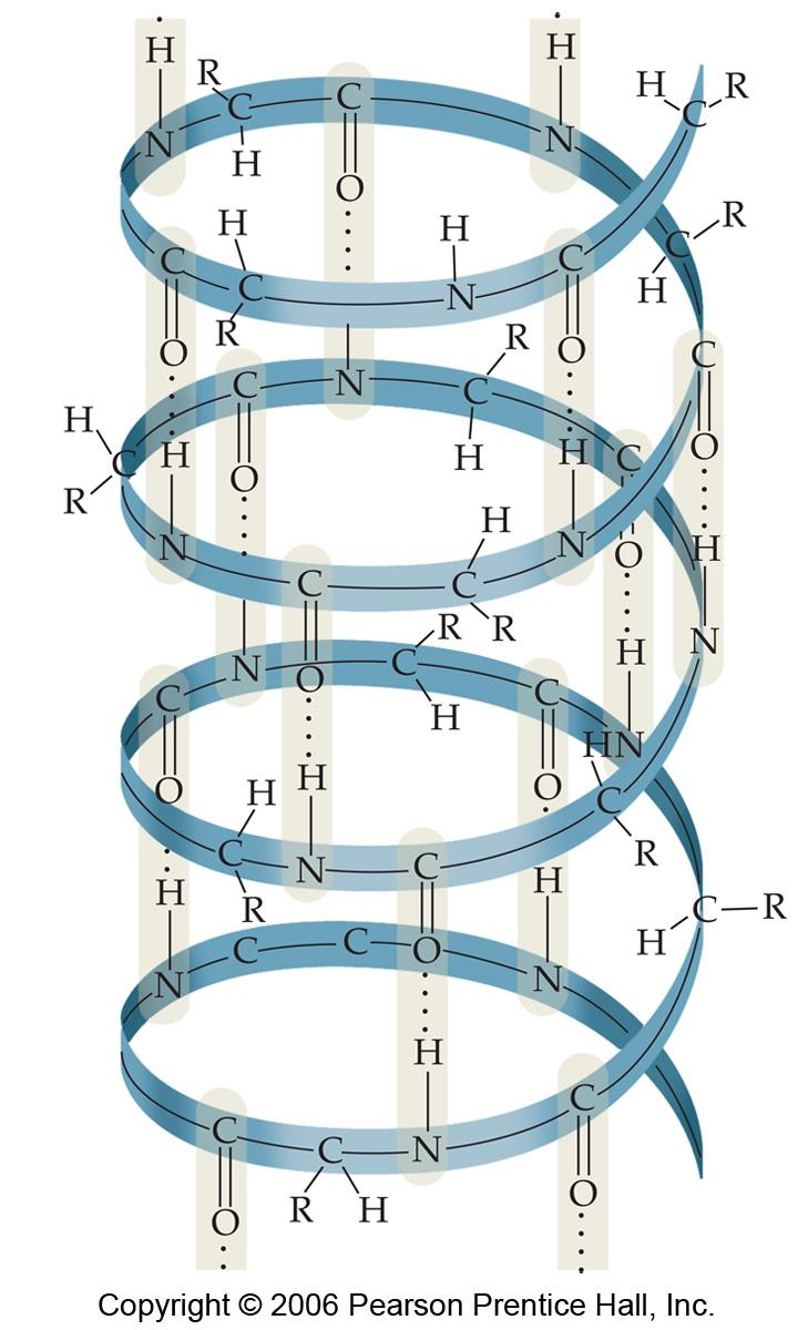 Amino Acids and Proteins Hydrogen bonding in peptide chains causes coils and helices in