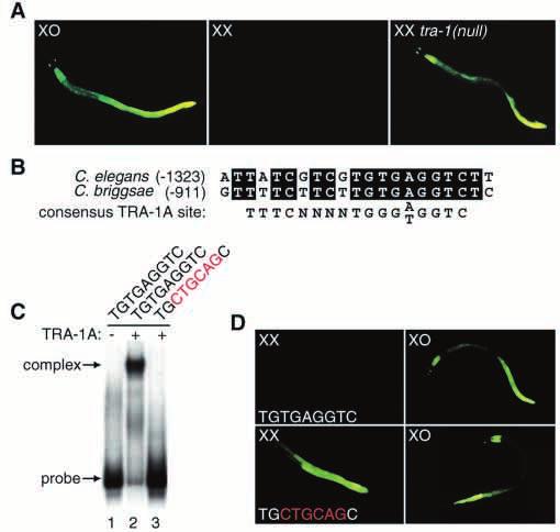 mab-3 is required for male development and behavior 4473 Fig. 3. TRA-1A directly regulates mab-3 reporter transcription in the XX intestine.