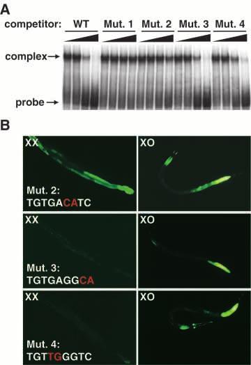 briggsae mab-3 genes. Underneath, the preferred TRA-1A in vitro DNA-binding sequence is indicated. (C) TRA-1A binds the mab-3 promoter in vitro.