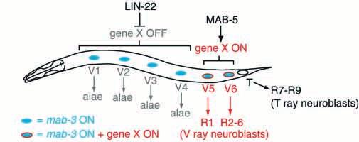 4474 W. Yi, J. M. Ross and D. Zarkower Fig. 5. Model for V ray regulation. Co-expression of mab-3 (blue) and a second gene, gene X (red) is required for V ray differentiation.