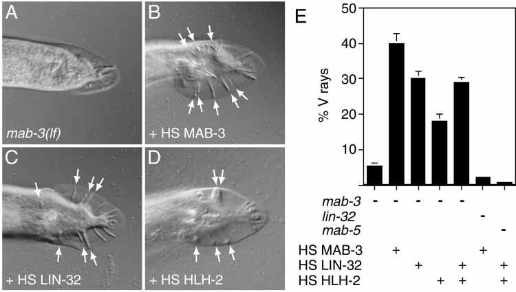mab-3 is required for male development and behavior 4475 Fig. 7. LIN-32 or HLH-2 overexpression restores V ray formation in mab-3(null) males.