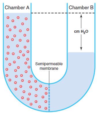 Osmosis at a cell membrane when a sodium chloride