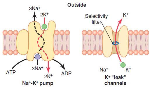 Establishment of resting membrane potentials in nerve fibers under three conditions: A, when the membrane potential is caused entirely by