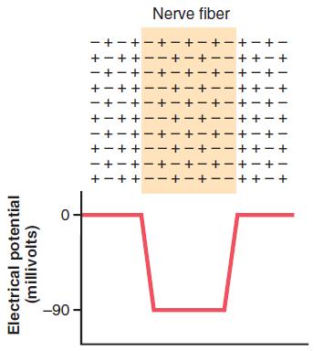 Nerve action potential Distribution of positively and negatively charged ions in the extracellular fluid surrounding a nerve fiber and in the fluid inside the fiber.