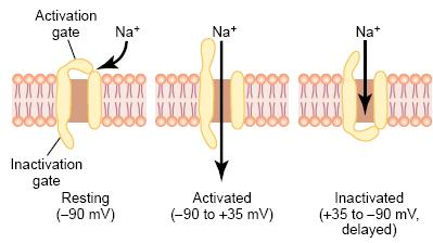 After the sodium channel has remained open for a few fraction of a millisecond, the inactivation gate closes, and sodium ions no longer can pour to the