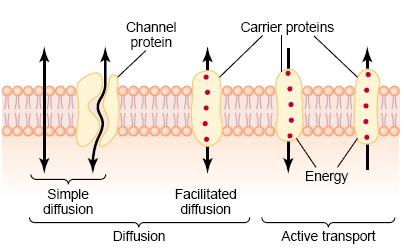 Diffusion through cell membrane Random molecular movement of substances either through intermolecular spaces in the membrane or in