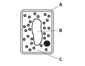 3. The diagram shows 2 cells, a bacterial cell and a plant cell. a. Label the structures :- B C b. Compare and contrast the labelled structures A and D. c. The plant cell contains mitochondria while the bacterial cell does not contain mitochondria.