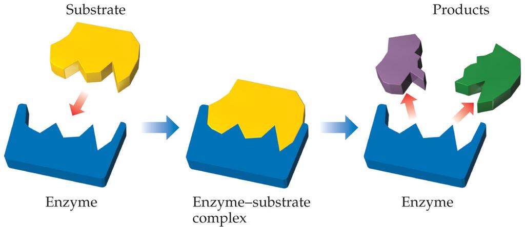 Lock-and-Key Model In the enzyme substrate model, the substrate fits into the