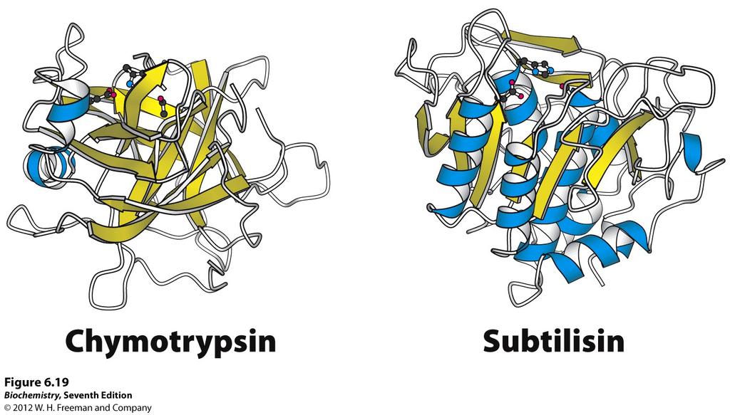 As we will see, this is the case because chymotrypsin and subtilisin use the same mechanistic solution to the problem of peptide hydrolysis.