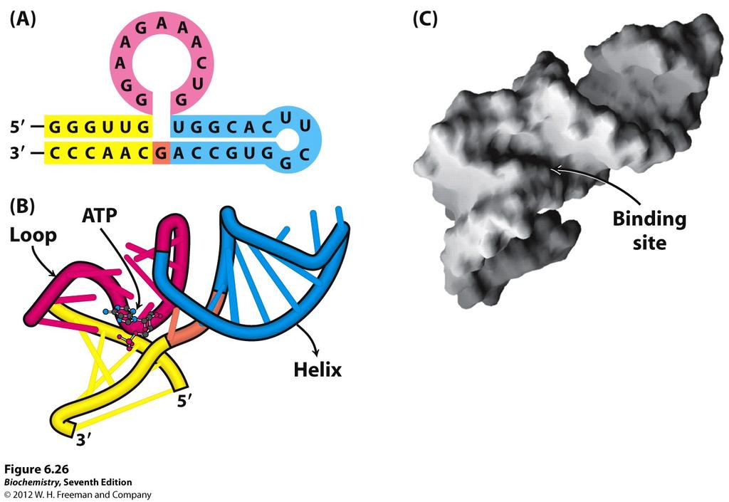 The folded structure of the ATP-binding region from one of these RNAs was determined by nuclear magnetic resonance methods (Figure 6.26).
