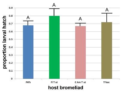 Figure 5. Proportion of larval hatch for Metamasius callizona on four host bromeliads. PATs = pineapple; Fl T ut = Florida Tillandsia utriculata; C Am T ut = Central American T.