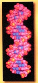 An amphiphilic polymer: DNA Self-assembly: Double Helix Driven by hydrophobic association not H-bonding.