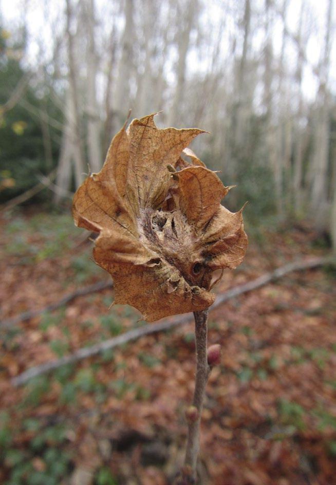 Signs and symptoms - winter Winter - hard, brown, desiccated
