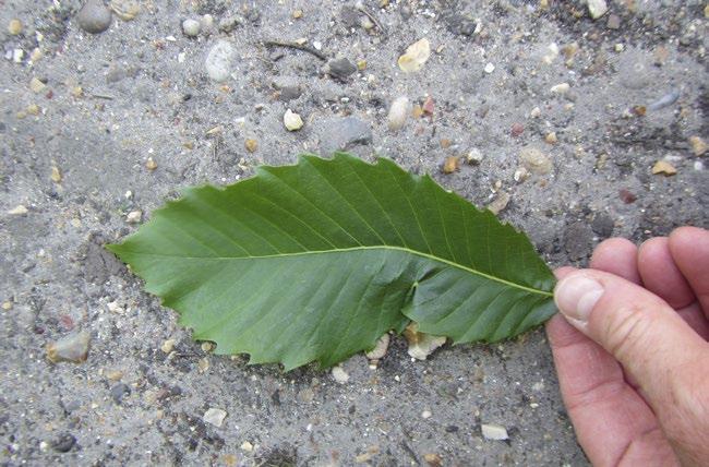 Look-alike signs and symptoms The cause of this leaf