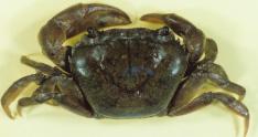 crab, Esanthelphusa Esanthelphusa sp.i E. sp.ii E.