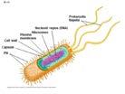 Slide 13 Prokaryotic Cells Smaller than eukaryotic cells (2-8 um) Enclosed by a plasma membrane that is usually surrounded by a rigid cell wall The cell wall may be covered by a sticky capsule