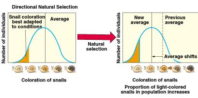 Types of Natural Selection Directional selection: favors individuals with traits that are