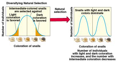 Types of Natural Selection Diversifying (or disruptive) selection: eliminates average individuals,