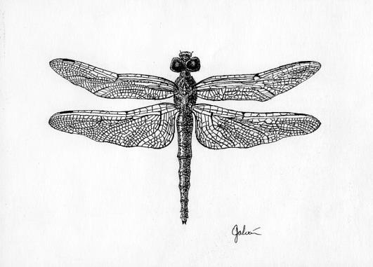 A species of dragonflies has an average wing length of 2 inches.