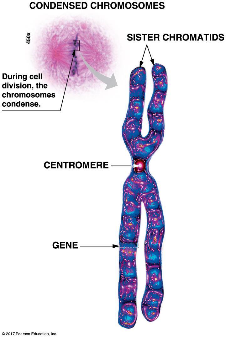 Chromosomes are associations of DNA and proteins: Chromosome structure C. Chromosome structure 1. Each chromosome is one long strand of DNA, with thousands of genes, and associated proteins. 2.