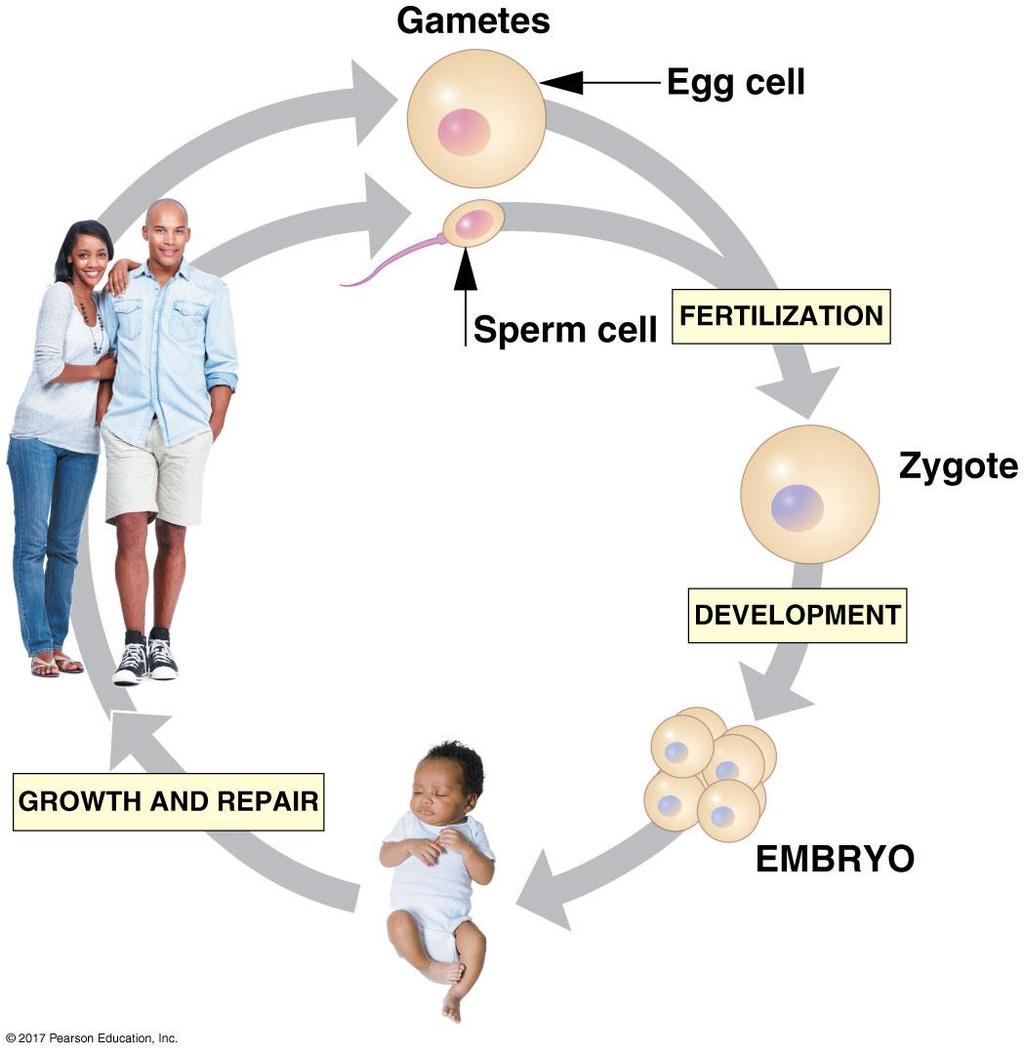 Cell division provides for reproduction, growth, and repair.: Sexual reproduction B. Sexual reproduction (process) 1. Sexual reproduction is the formation of genetically unique offspring. 2.