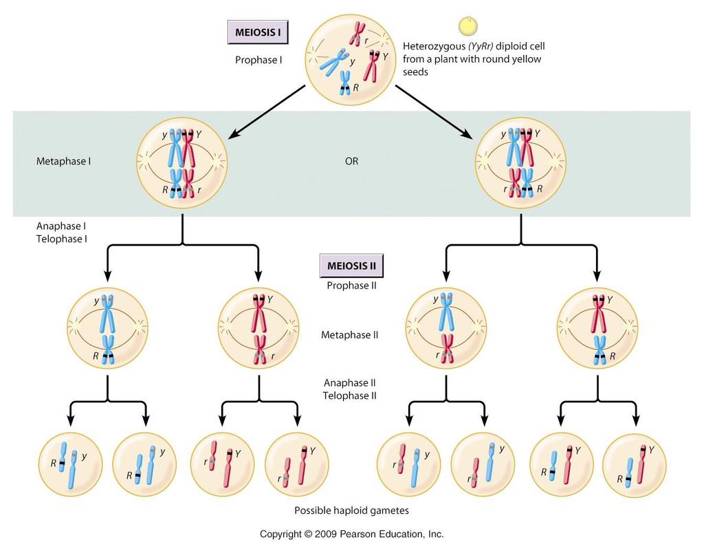 Several processes produce genetic variation among sexually reproducing organisms: Independent assortment C. Independent assortment 1. During metaphase I, chromosomes line up by homologous pairs. 2.
