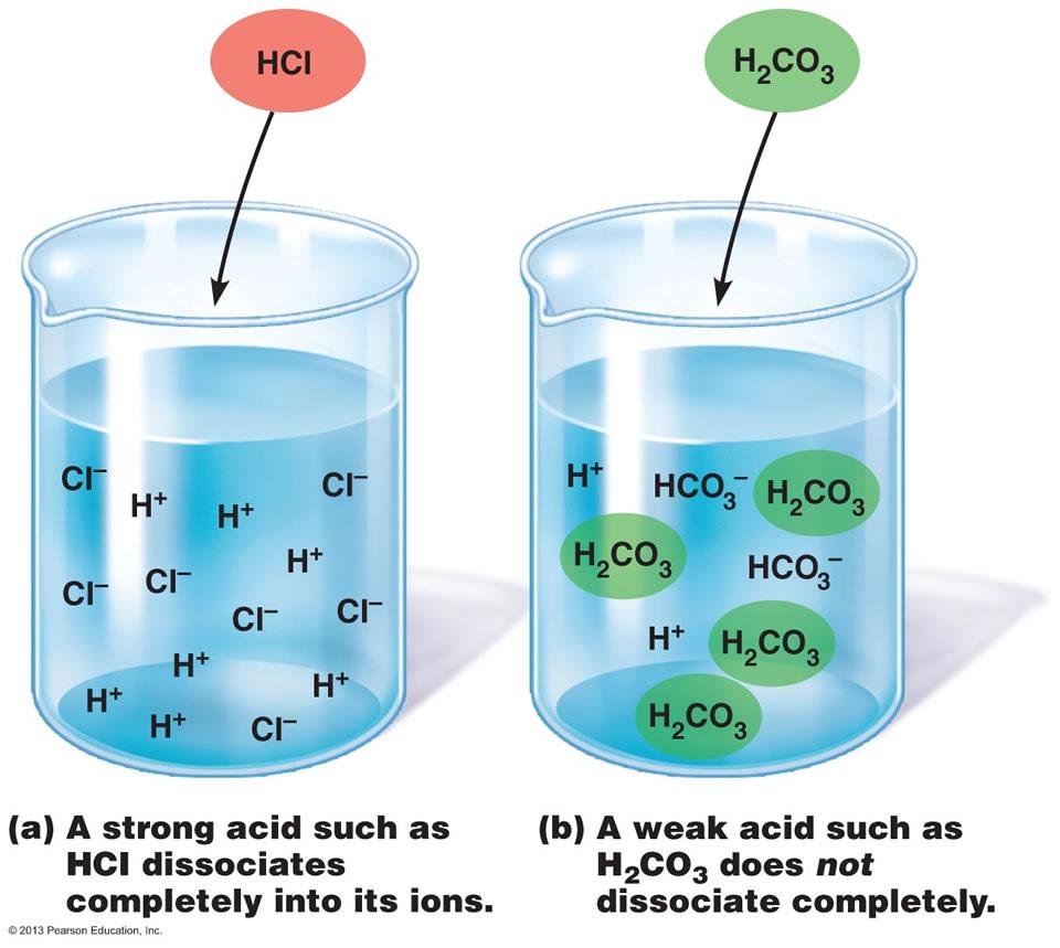 Brønsted-Lowry acids: Donate H + in water