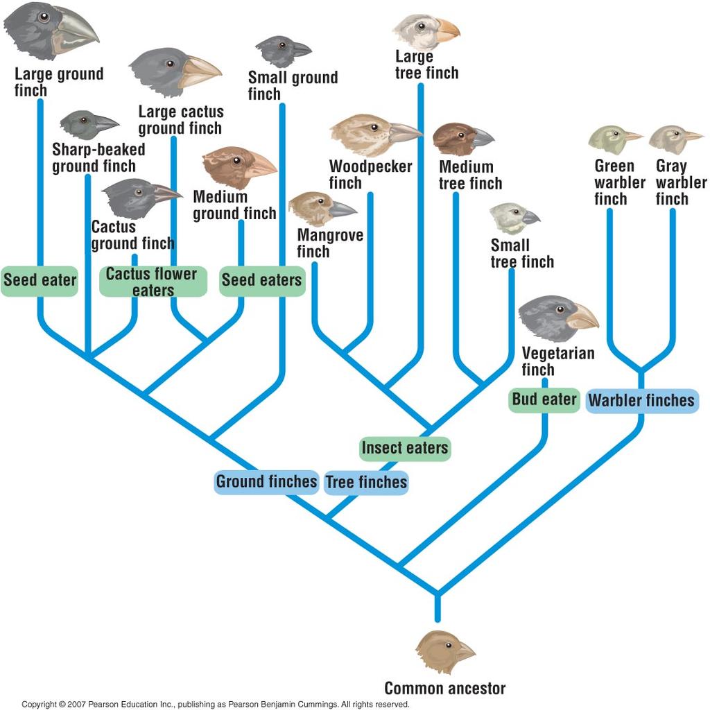 Darwin was struck by the diversity of animals on the Galápagos Islands. Different islands have 14 different species of Galápagos finches with beak shapes adapted to suit their different environments.
