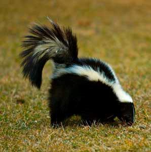 30 REDOX in Living Organisms The smell of a skunk is caused by a thiol compound (R-SH).