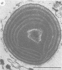 Cyanobacteria II Marine Synechococcus Small unicellular prokaryotes (ca.