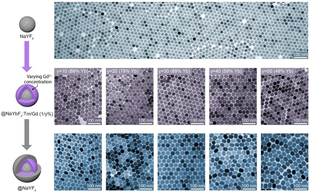 Supplementary Figure 11: TEM images of the NaYF 4 @NaYbF 4 :Tm/Gd(1/y%)@NaYF 4 core shell shell nanoparticles comprising varying concentration of Gd 3+ in the inner shell layer.