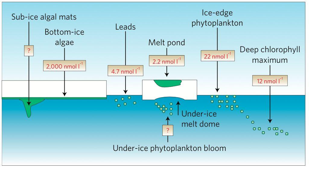Introduction: Relative significance of bottom ice algal