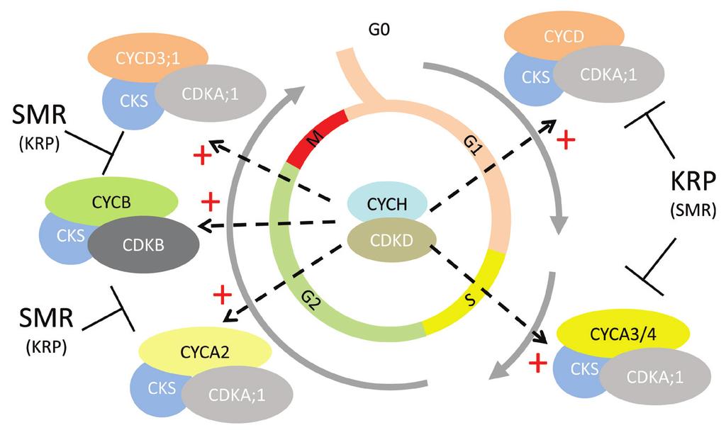 Plant Cell Cycle Transitions 5 4 CDKs and 9 Cyclins (Van Leene et al. 2010). The number of putative CDK/Cyclin pairs is thus very large in plants, making the elucidation of their role problematic.