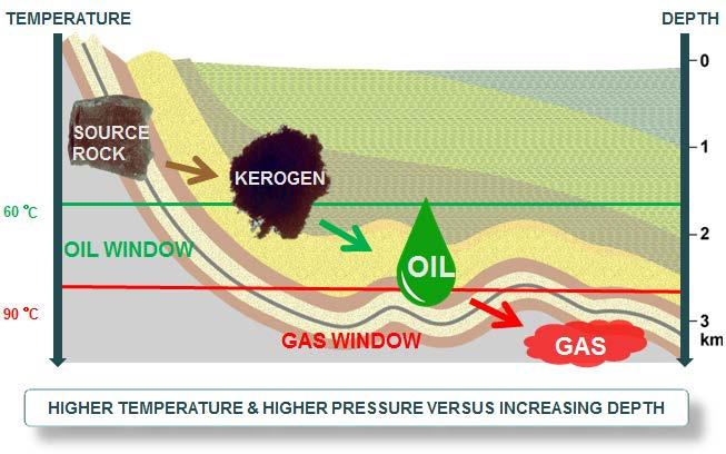 Indeed the amount of oil and gas generated directly depends on the kerogen type and the initial organic matter within the sediments but it also