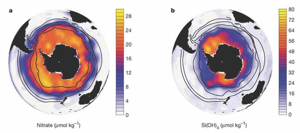 Southern Ocean Nitrate and Silicic Acid Distributions An unusual characteristic of the
