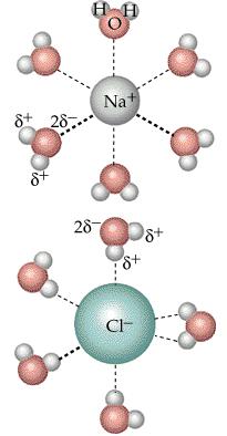 O while the negative Na+ attracts the (d -) of oxygen in H 2 O. This occurs because opposite attracts. The solvent (H 2 O) interaction to the ion is called Hydration.