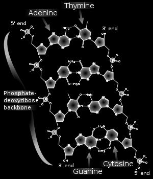 DNA Structure: Phosphate, Sugar Deoxyribose, Nitrogen bases
