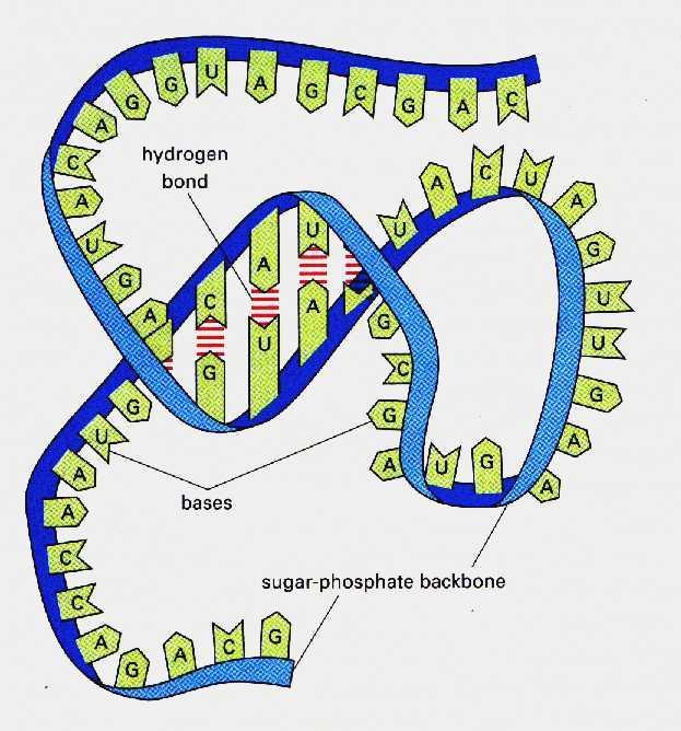 RNA Structure: Sugar Ribose Uracil and Cytosine
